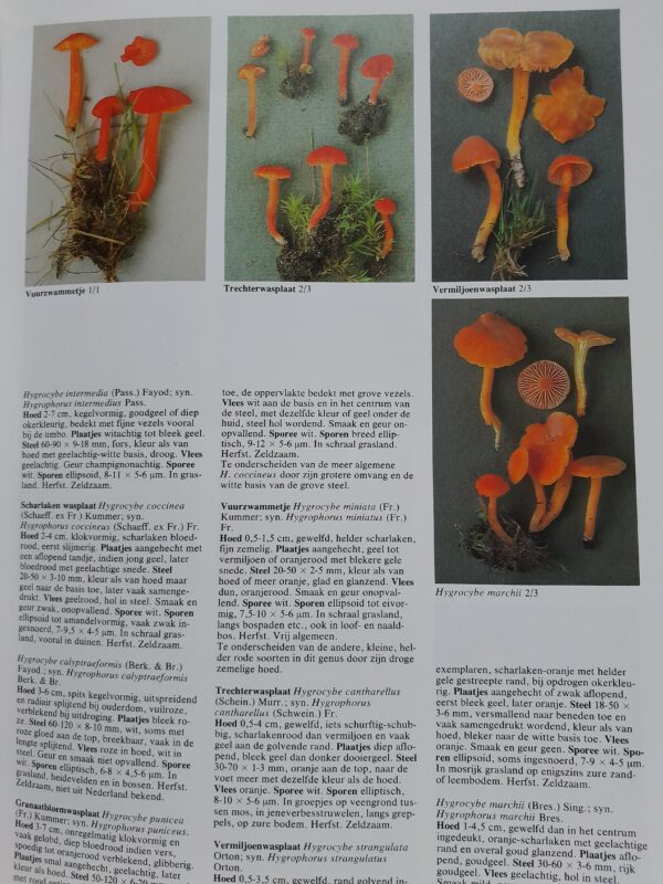 Paddestoelen en schimmels van West-Europa - Roger Phillips – Bild 3