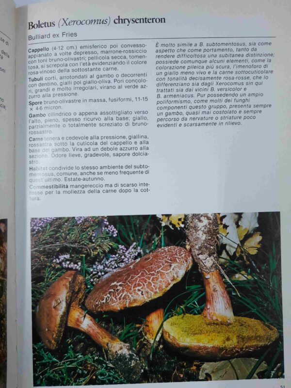 I nostri fungi - I boleti - E.G. Merlo, M. Rosso, M. Traverso – Bild 3