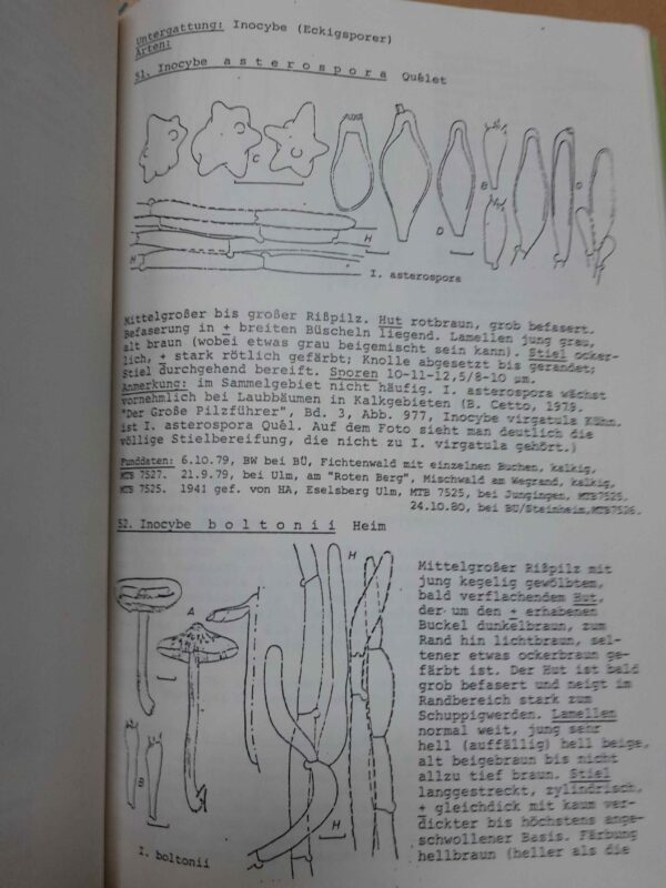 Rißpilze (Inocyben) - M. Enderle und J. Stangl – Bild 3