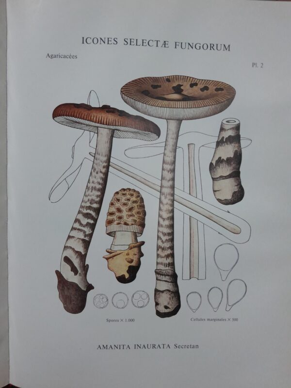 Icones selectae Fungorum - P. Konrad et A. Maublanc – Bild 4